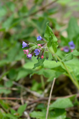 Common lungwort