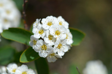 Van Houttes spiraea