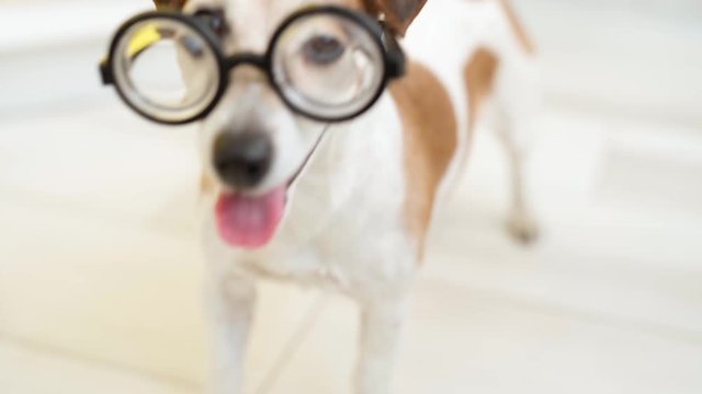 a Vision glasses dog. shallow depth of field portrait of happy smiling dog Jack russell terrier. looking side. Video footage. Positive emotions pet muzzle. Nose and eyes. Natural daylight indoors