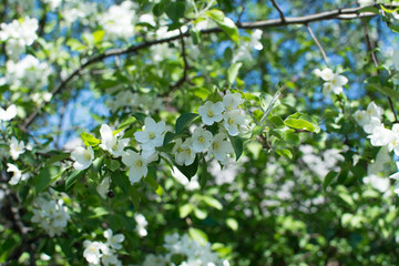 blossoming apple tree in spring