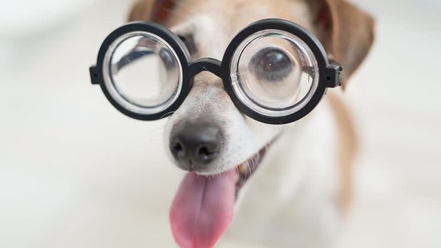 glasses nerd dog. Funny pup shallow depth of field portrait. White background. Lovely pet face smiling. video footage. Eyes health theme. Reading lover smart dog Jack russell terrier. 