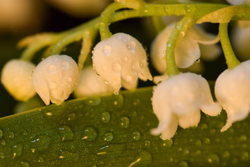 Konwalia majowa z bliska © Katarzyna