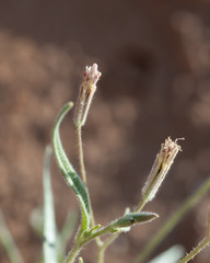 Desert Palafox (Palafoxia arida) has a tubular involucre and linear phillaries around a discoid head with few disk flowers.