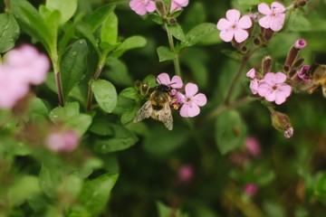 bee on flower