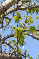 Fototapeta premium Narrow-leaved ash