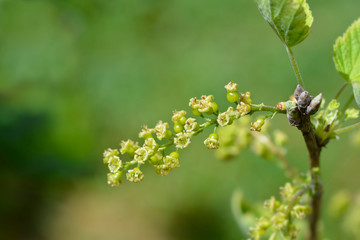 Red currant
