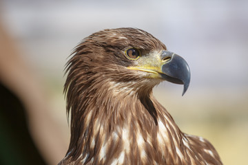 Portrait of brown head sea-eagle (haliaeetus leucogaster), close up of wild bird