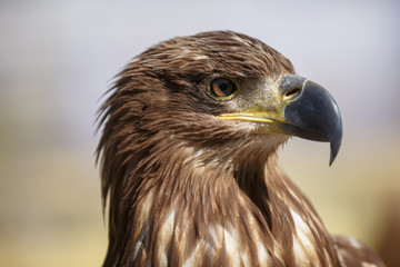 Portrait of brown head sea-eagle (haliaeetus leucogaster), close up of wild bird