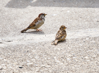 sparrow on the ground