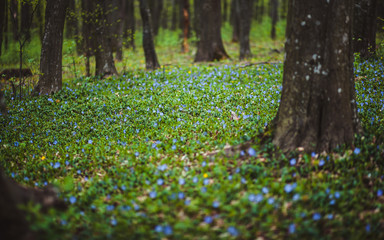 beautiful flowers in nature beautiful nature