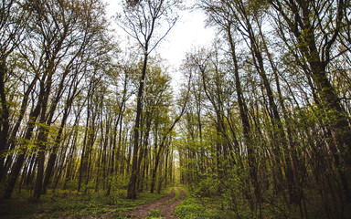 trees in the forest beautiful scenery