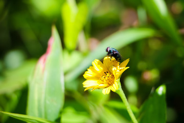 bee on a flower