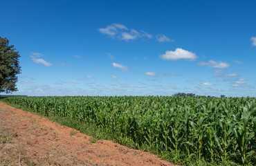 Fototapeta na wymiar Plantação de milho em Goiás.