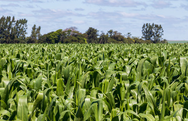 Planta&ccedil;&atilde;o de milho