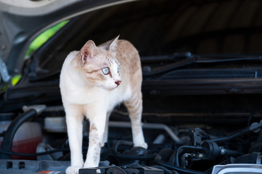 Cat Is Standing On The Car Engine Room.Protect A Car From Rats And Mice