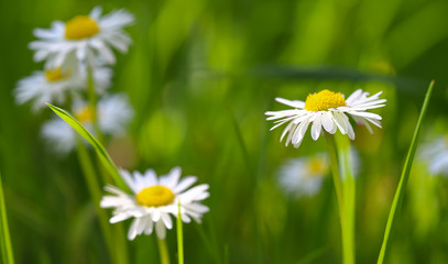 Spring flowers, small daisies in the grass, swaying in the wind. shallow depth of field, blurred background. Beautiful, delicate flowers.