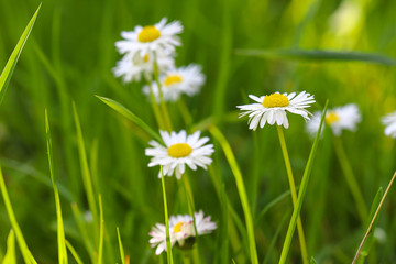 Spring flowers, small daisies in the grass, swaying in the wind. shallow depth of field, blurred background. Beautiful, delicate flowers.