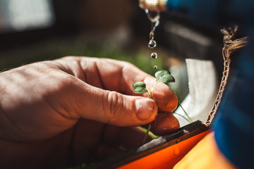 young plant in hands in a greenhouse