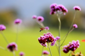 Fototapeta na wymiar Insect Flying Over Pink Flowers Blooming Outdoors