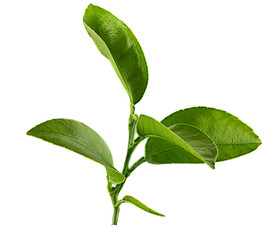 Lemon isolated on white background with clipping path