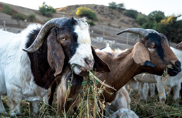 goat on the farm