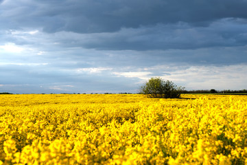 Obraz premium field, sky, landscape, yellow, agriculture, nature, flower, blue, canola, rapeseed, spring, summer, meadow, clouds, farm, rural, plant, flowers, cloud, oil, crop, countryside, green, horizon, grass