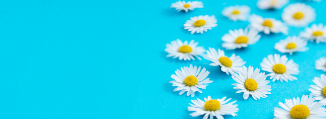 White chamomile daisy flowers on blue background. Banner.