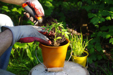 Organic gardening. Planting plants in a home garden.