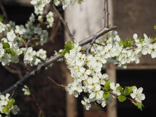 Branches of a blossoming apple-tree against the blue sky