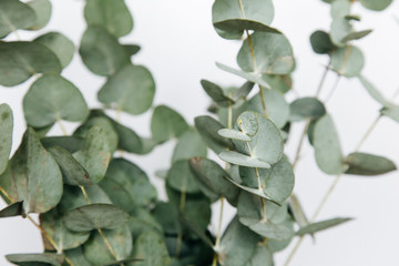 Obraz premium Macro photograph of an eucalyptus plant
