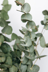 Macro photograph of an eucalyptus plant