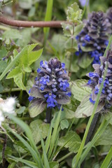 lavender flowers in a field