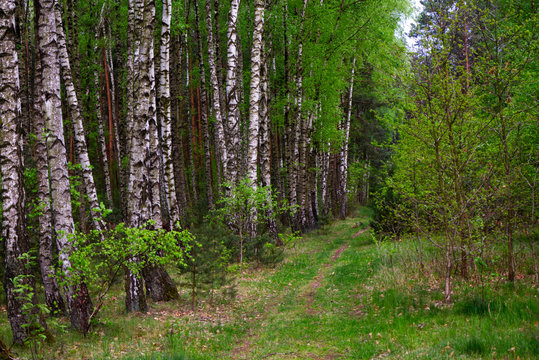 Leśna ścierzka w naturze z brzozami w tle