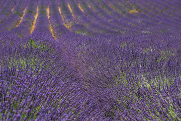 Fototapeta na wymiar Lavender flower blooming scented fields in endless rows. Valensole plateau, Provence, France, Europe. Amazing travel landscape, nature phenomenon. Artistic natural view, symmetry countryside nature