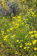 Beautiful field with small yellow flowers. Space for text. Postcard. Vertical.