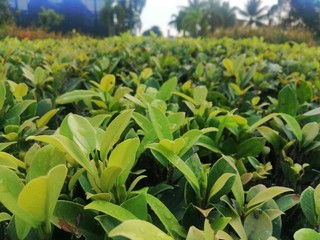corn field in the summer
