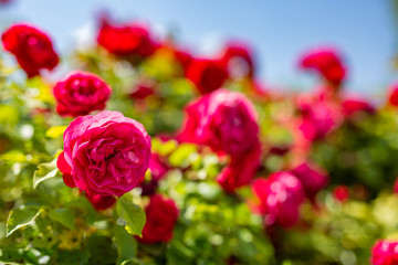 Red rose flower blooming in roses garden on background blurred red roses flowers. Love and romance nature closeup background