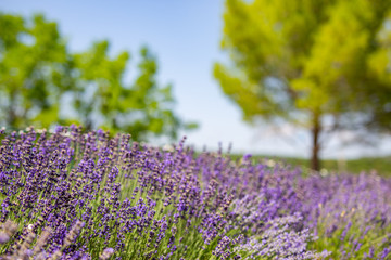 Obraz premium Beautiful lavender garden or park with blurred trees and blue sky. Idyllic seasonal nature view. Purple fresh lavenders as spring summer blooming floral closeup. Peaceful nature scenery, landscape