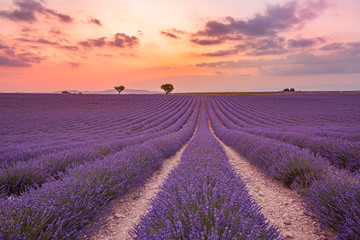 Naklejka na ściany i meble French lavender field at sunset. Wonderful nature scenery, spring summer landscape. Countryside view, famous travel destination, amazing nature. Inspirational sunset nature, lavender flower blooming