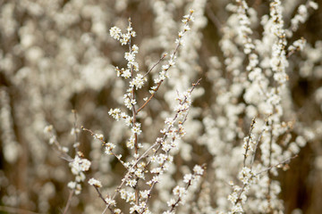 Fielding white flowers blooming in a field. Background flowering, selective focus