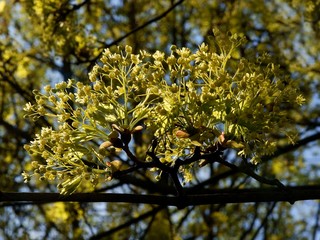 small yellow flowers of maple tree at spring close up