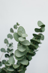 Macro photograph of an eucalyptus plant