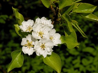 blooming pear  tree in orchard at spring