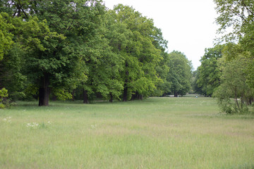 park and meadow