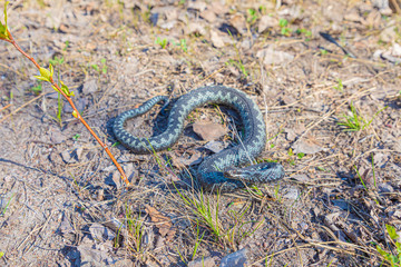 Grey viper or adder venomous snake in attacking or defencive pose rolled in knit on brown spring soil or ground pathway among old leaves, grass and branches