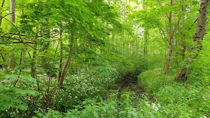 Wald mit Bachlauf 