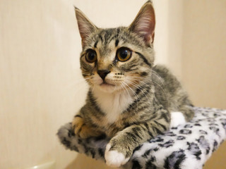 Close-up of a British Shorthair kitten with classic striped markings on a light background. A cute pet