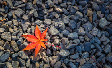 Orange red color Japanese Acer Maple leaf in natural sun light on old rock ground, Soft Relaxing Autumn and Spring background concept