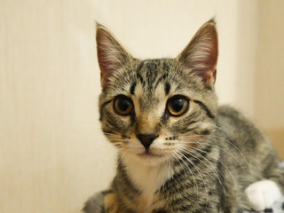 Close-up of a British Shorthair kitten with classic striped markings on a light background. A cute pet.