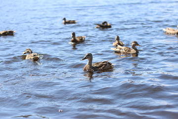 wild gray ducks are swimming on the blue lake in the summertime 